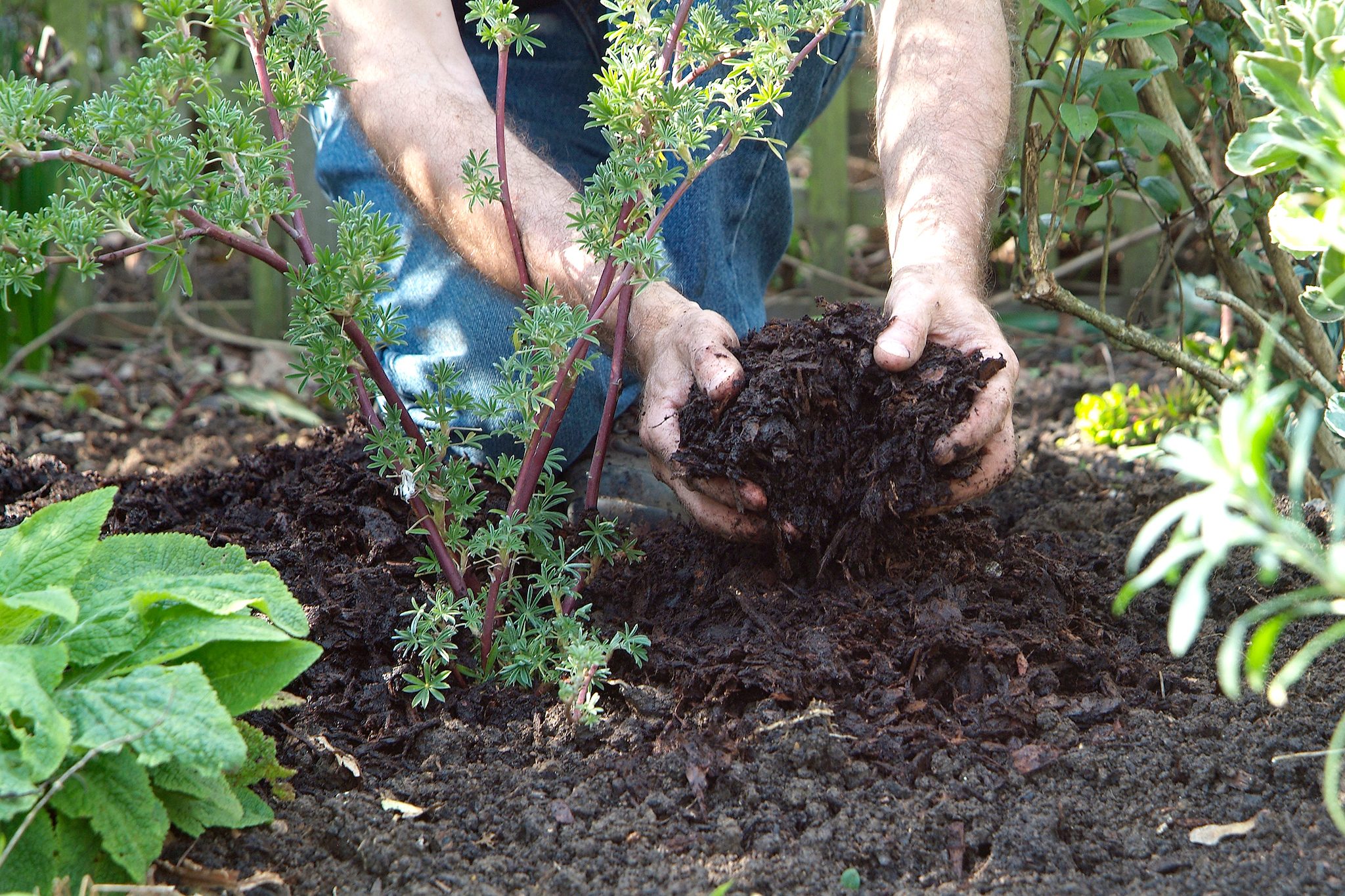 Rich Mushroom Compost Pile